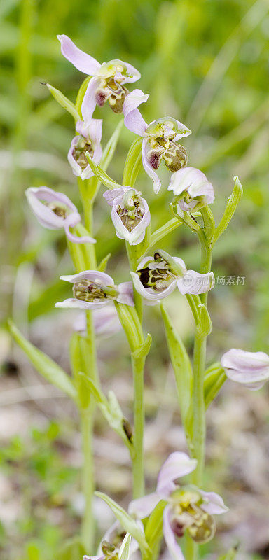 蜂兰花(Ophrys apifera)